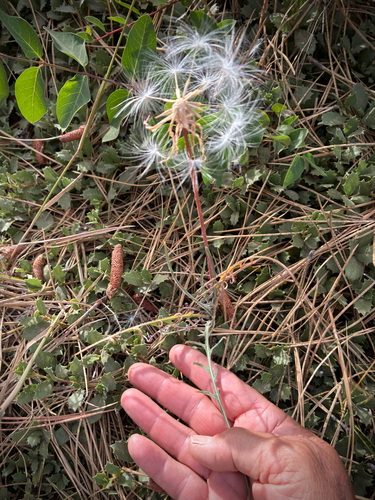 iNaturalist observation photo of spearleaf agoseris