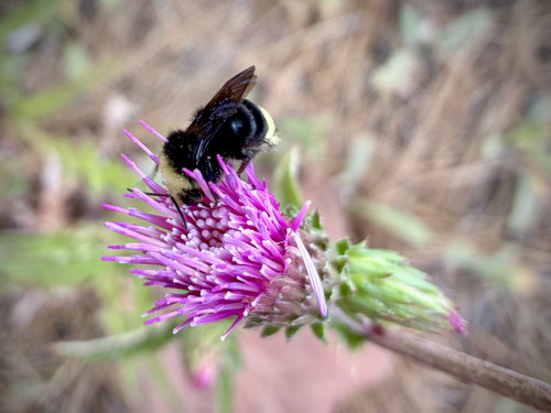 iNaturalist observation photo of Yellow-faced Bumble Bee