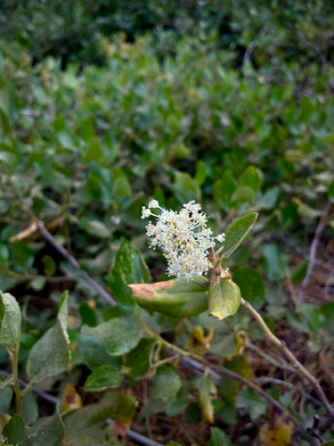 iNaturalist observation photo of Snowbrush Ceanothus