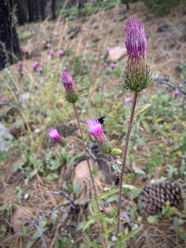 iNaturalist observation photo of Anderson's thistle