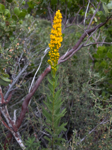 iNaturalist observation photo of west coast Canada goldenrod