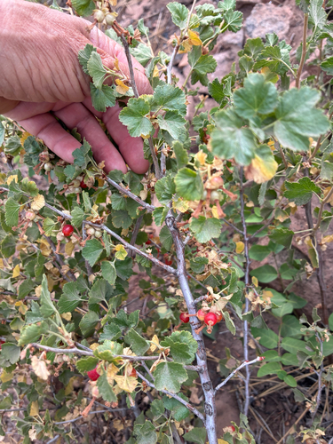 iNaturalist observation photo of wax currant