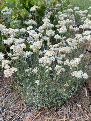 iNaturalist observation photo of silver pussytoes
