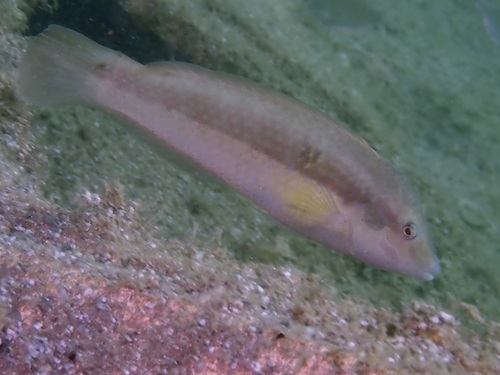 Halichoeres stigmaticus observed 2026-07-10