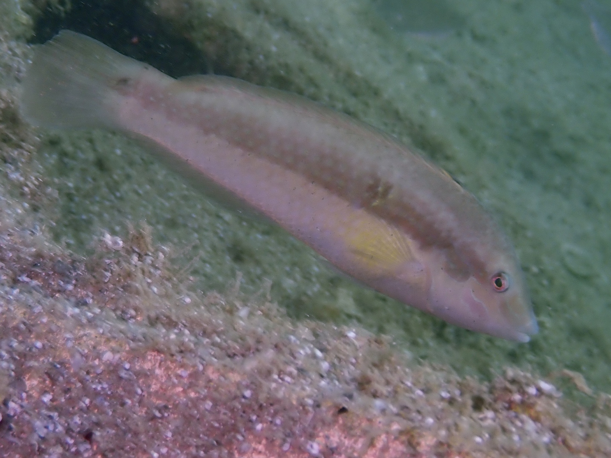 U-Spot Wrasse photo 2
