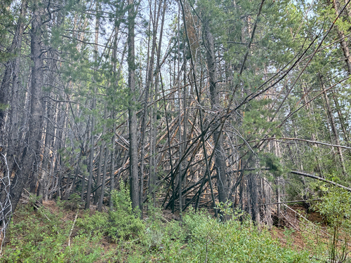 iNaturalist observation photo of lodgepole pine