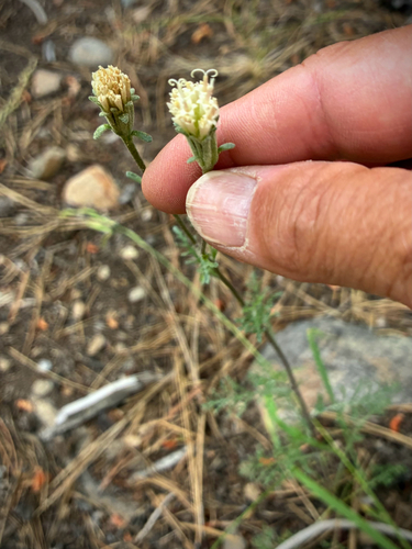 iNaturalist observation photo of Hoary Pincushion