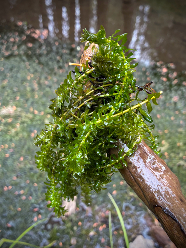 iNaturalist observation photo of Canadian Waterweed