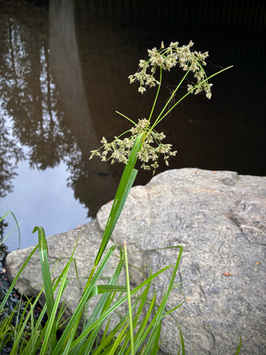 iNaturalist observation photo of Panicled Bulrush