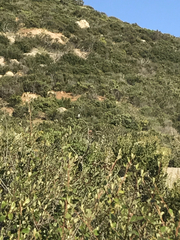 Polioptila californica