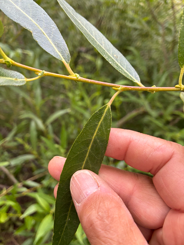 iNaturalist observation photo of Pacific Willow