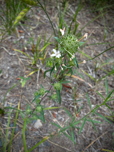 iNaturalist observation photo of grand collomia