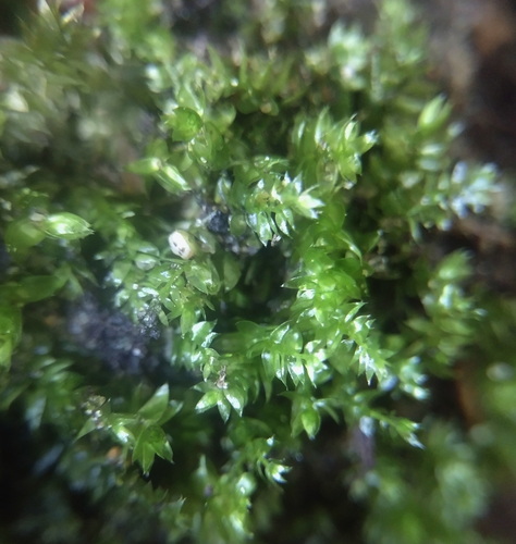 Plagiothecium succulentum observed 2026-07-01