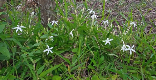 Star of Bethlehem