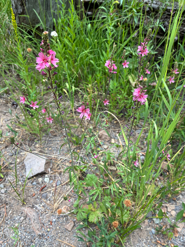 iNaturalist observation photo of Oregon Checker-mallow