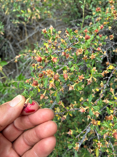 iNaturalist observation photo of Antelope Bitterbrush