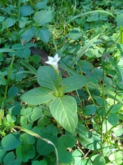 Spigelia humboldtiana