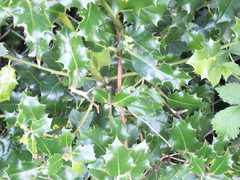 Ilex aquifolium