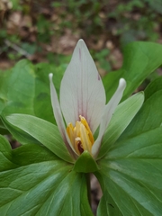 Trillium albidum