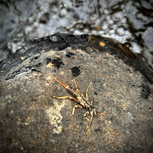 iNaturalist observation photo of Shortwing Stonefly