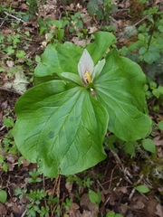 Trillium albidum