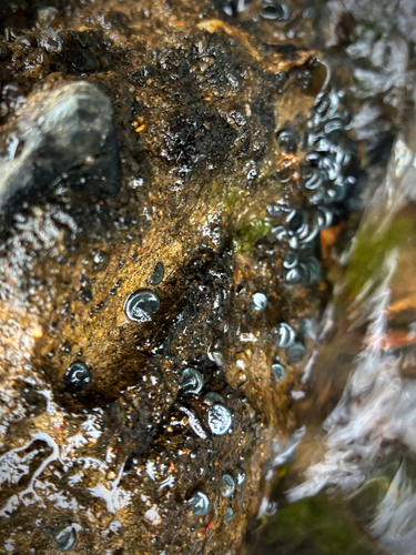 iNaturalist observation photo of Nostoc parmelioides