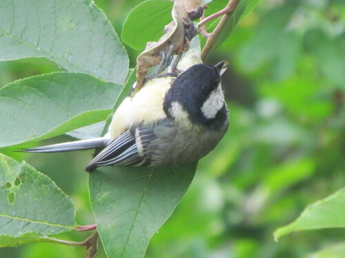 Great Tit