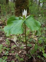 Trillium albidum