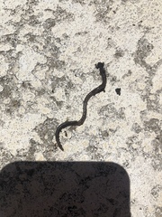 Lumbricidae