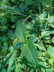 Spigelia humboldtiana