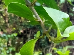 Pisonia aculeata