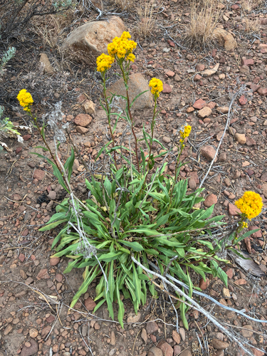 iNaturalist observation photo of goldenrods