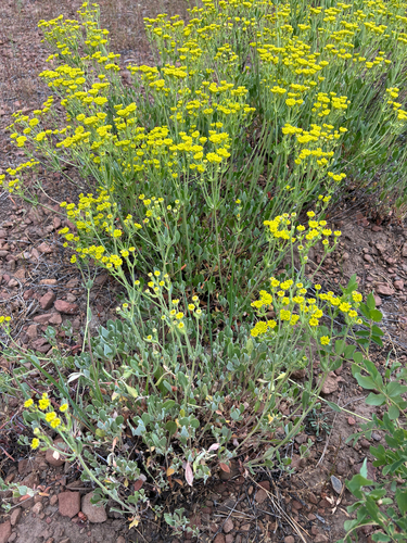 iNaturalist observation photo of sulfur buckwheat