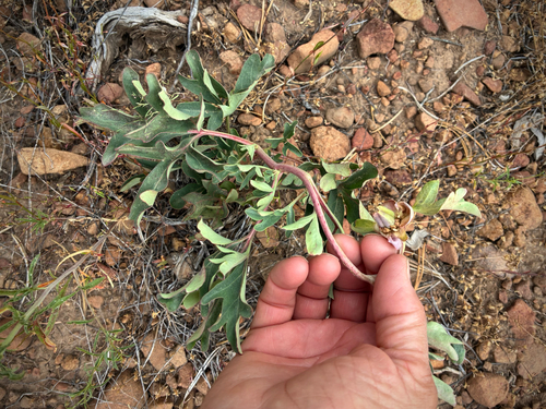 iNaturalist observation photo of Brown's Peony
