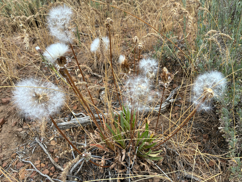 iNaturalist observation photo of Pale agoseris