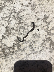 Lumbricidae
