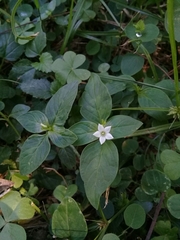 Spigelia humboldtiana