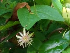 Passiflora rubra