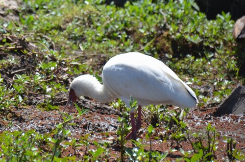 iNaturalist image