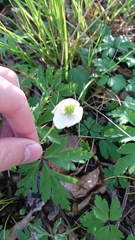 Anemonoides nemorosa