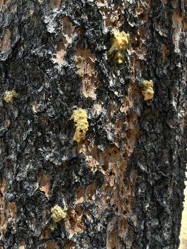 iNaturalist observation photo of Bark and Ambrosia Beetles