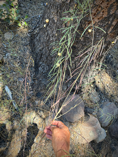 iNaturalist observation photo of Reflexed Rockcress