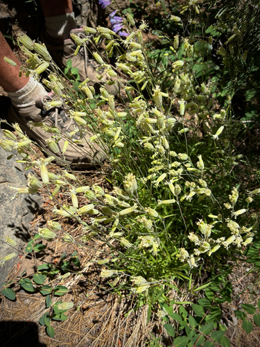 iNaturalist observation photo of Douglas' Catchfly