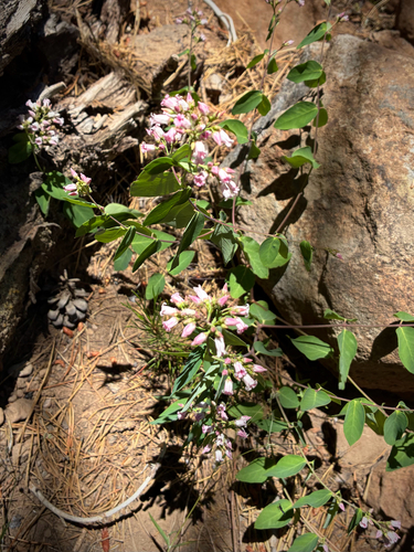 iNaturalist observation photo of spreading dogbane