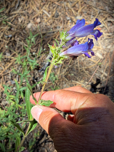iNaturalist observation photo of Royal Beardtongue