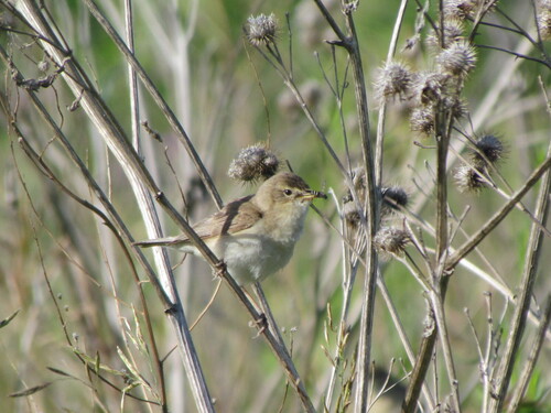 Booted Warbler