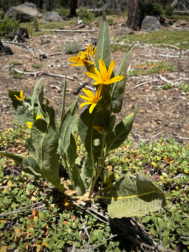 iNaturalist observation photo of woolly mule's ears