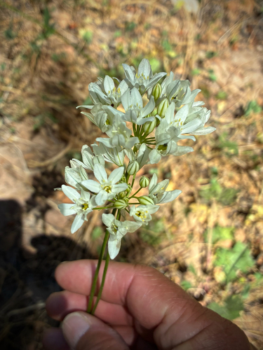 iNaturalist observation photo of white brodiaea