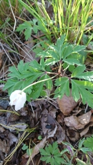 Anemonoides nemorosa