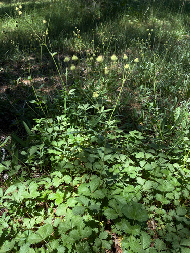 iNaturalist observation photo of woodbeauty